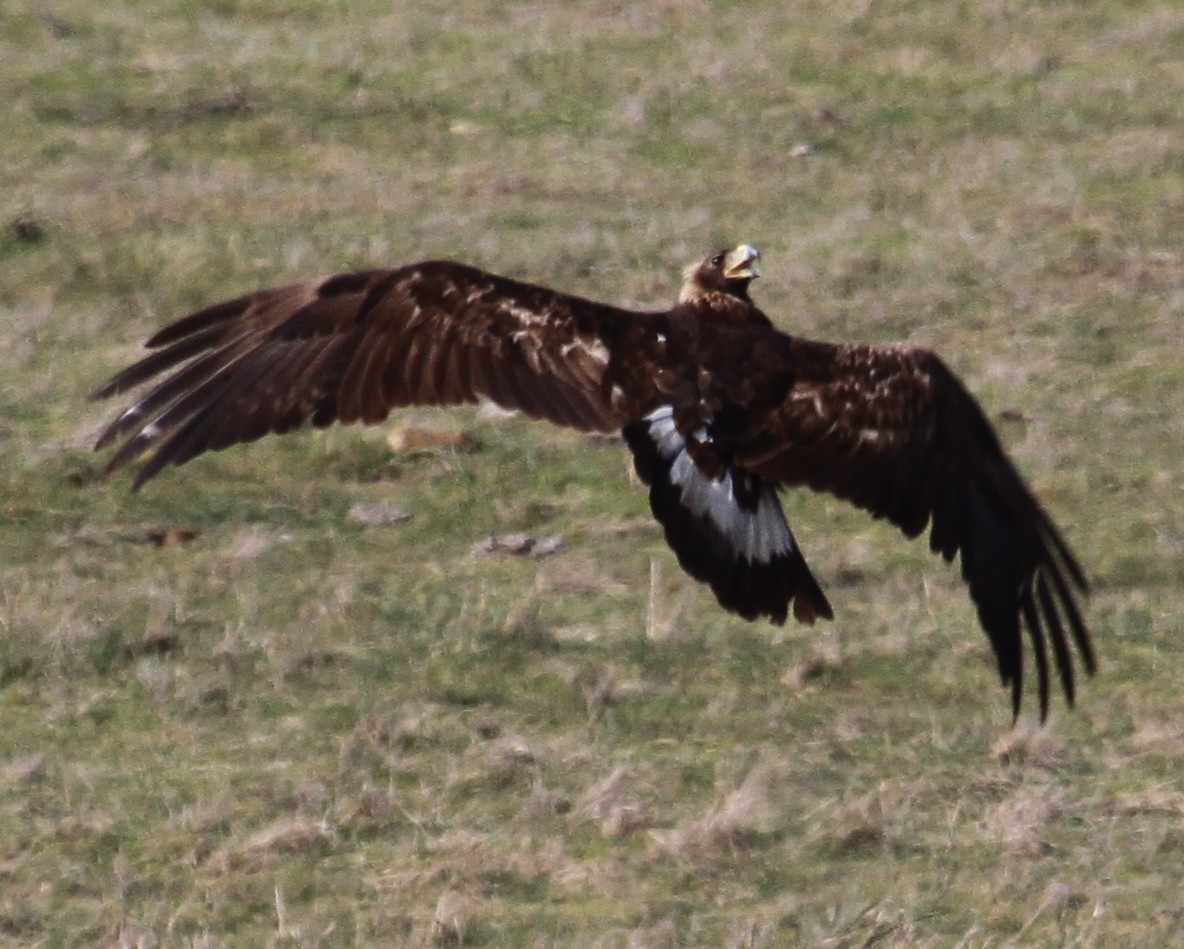 Golden Eagle - ML624947379