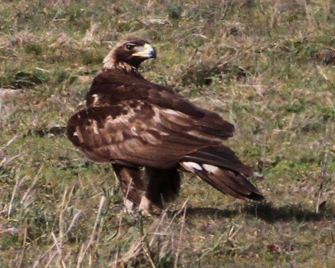 Golden Eagle - ML624947381