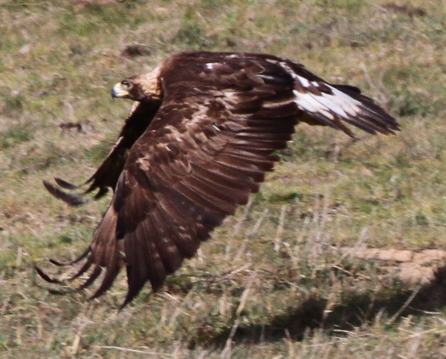 Golden Eagle - ML624947382