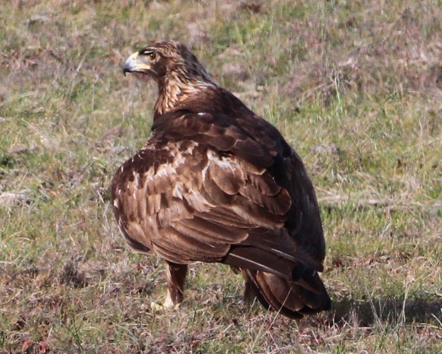 Golden Eagle - ML624947384