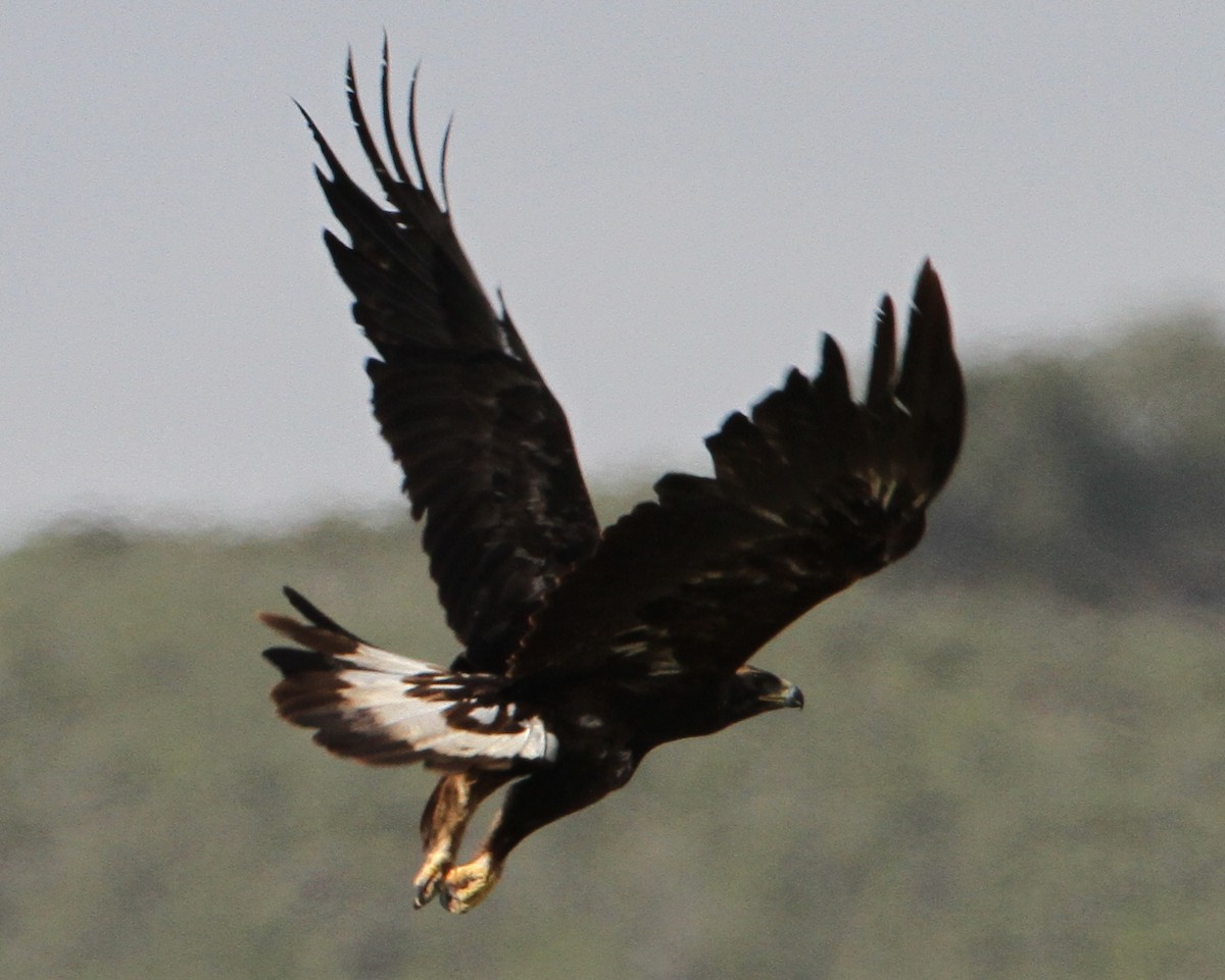 Golden Eagle - ML624947385