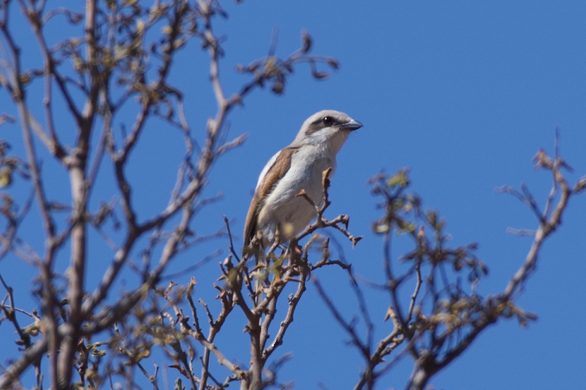 Souza's Shrike - ML624947466