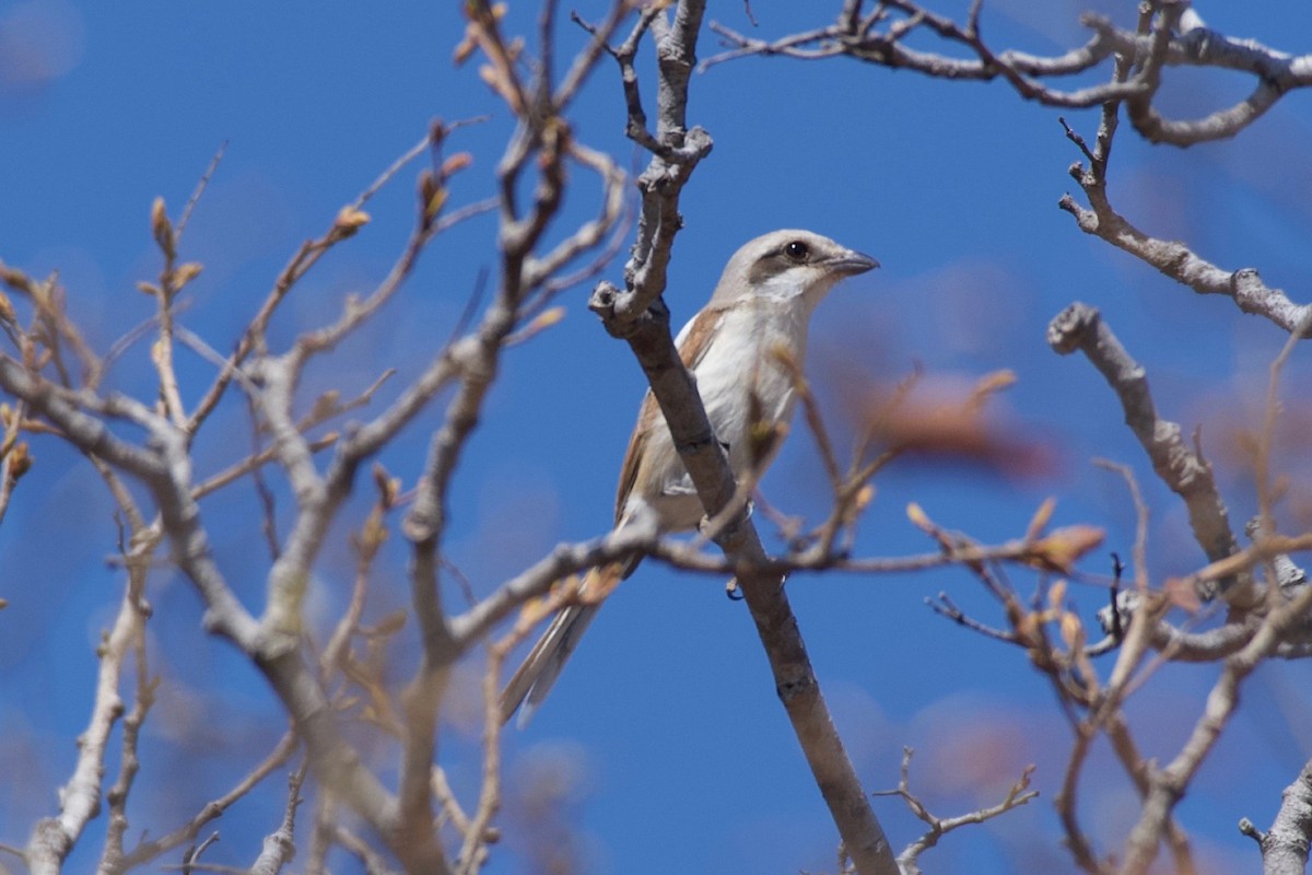 Souza's Shrike - ML624947467