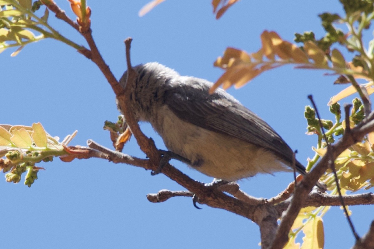 African Penduline-Tit - ML624947481