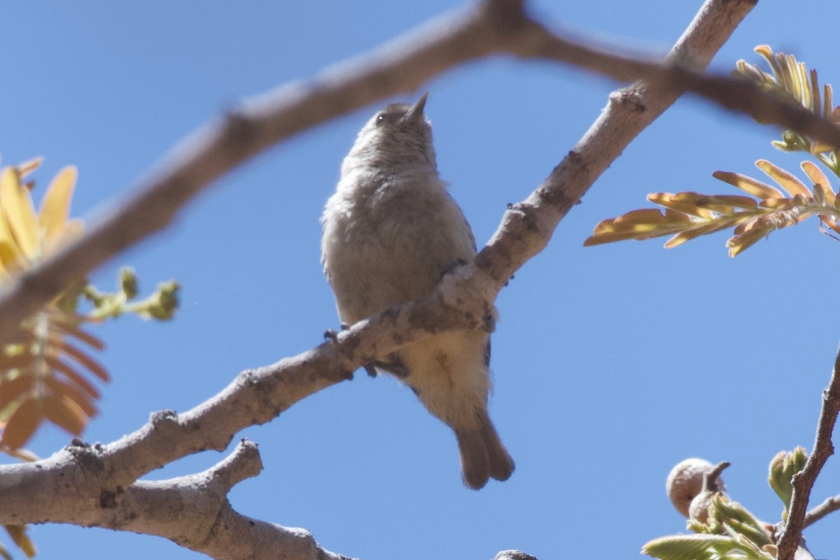 African Penduline-Tit - ML624947482