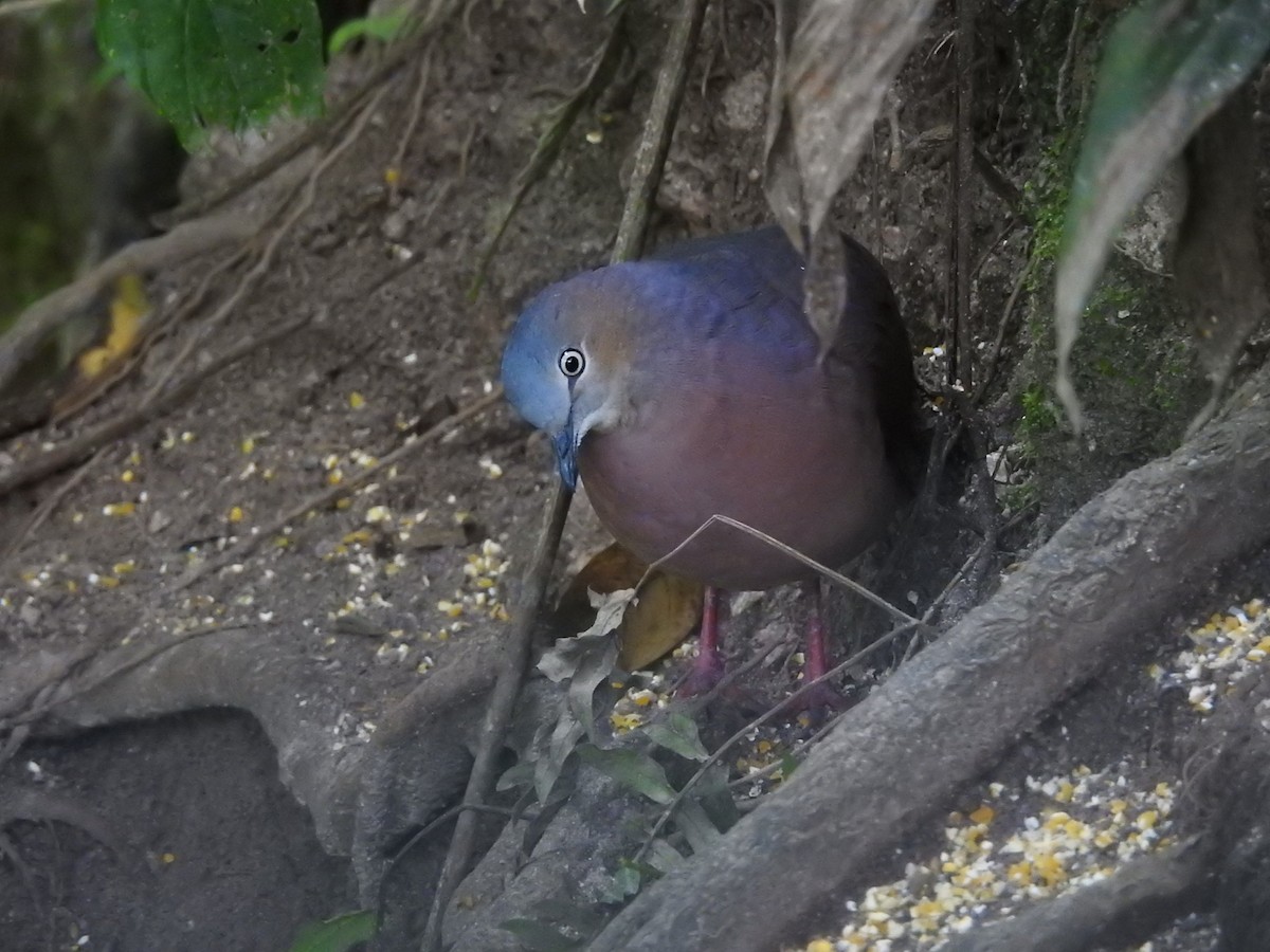 Tolima Dove - ML624947778