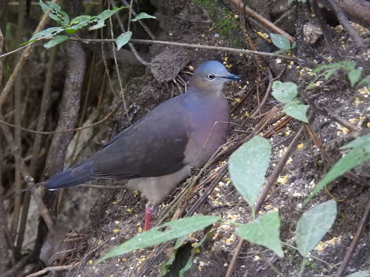 Tolima Dove - ML624947898