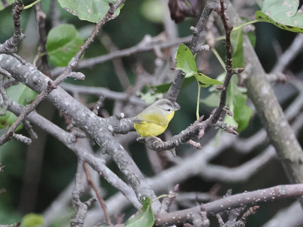 Gray-hooded Warbler - ML624948288