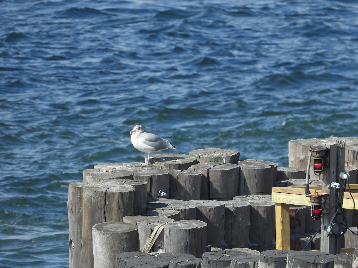 American Herring Gull - ML624948292