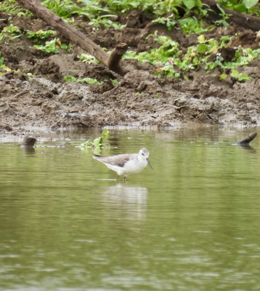Marsh Sandpiper - ML624948295