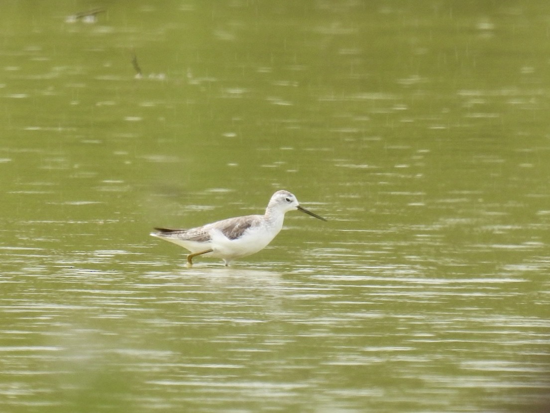 Marsh Sandpiper - ML624948296