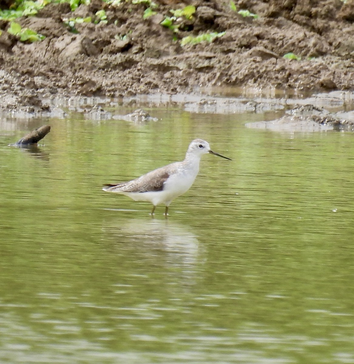 Marsh Sandpiper - ML624948297