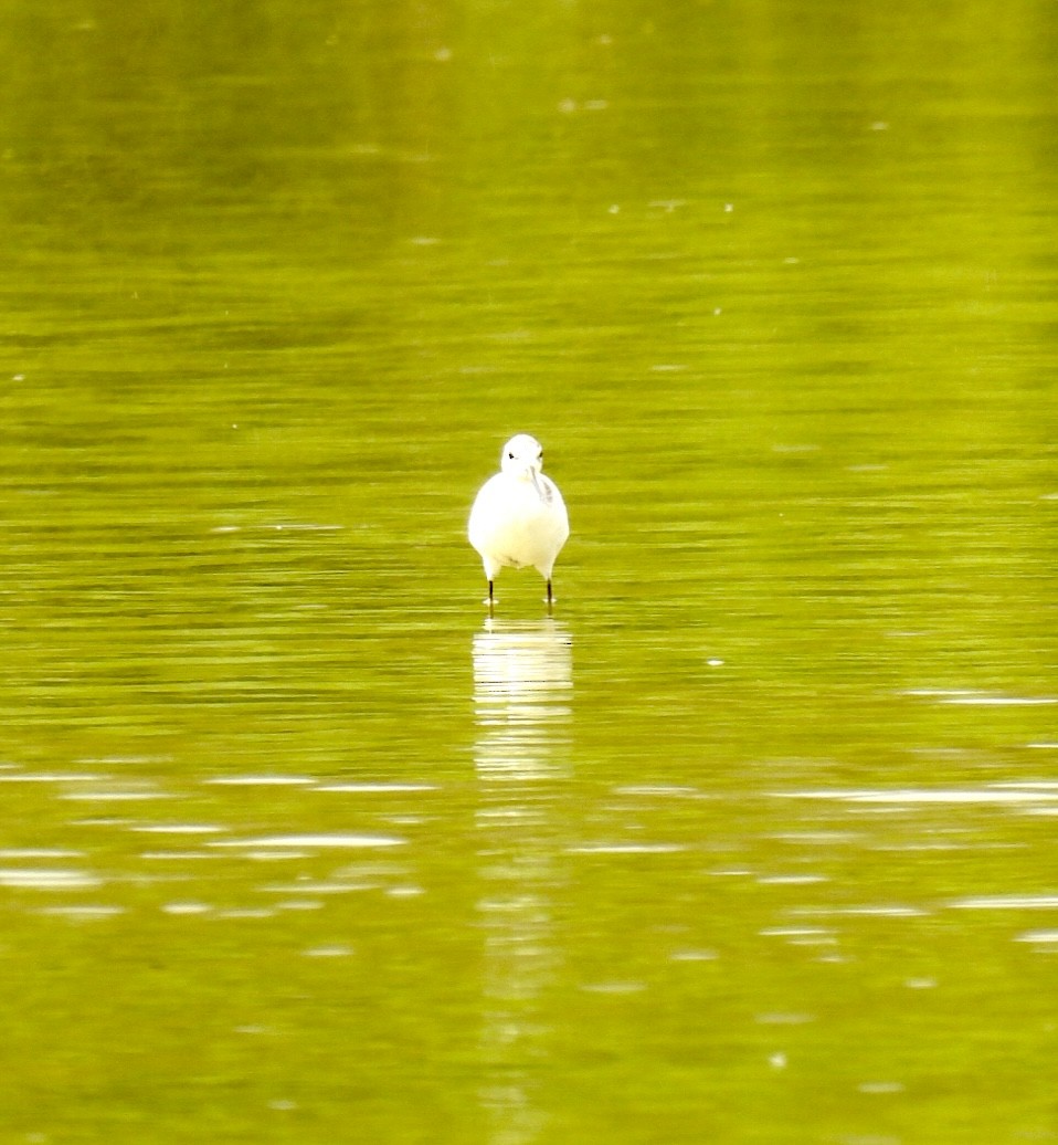 Marsh Sandpiper - ML624948298