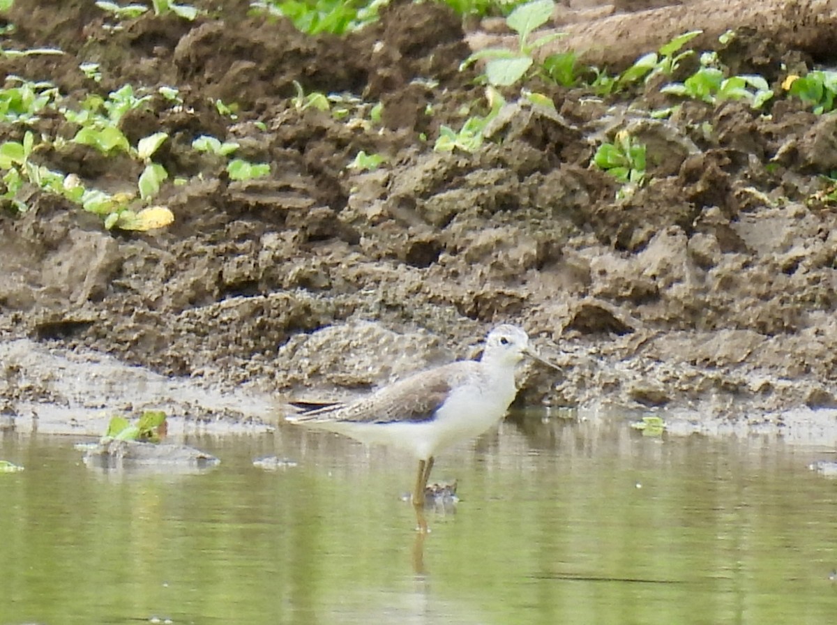 Marsh Sandpiper - ML624948299