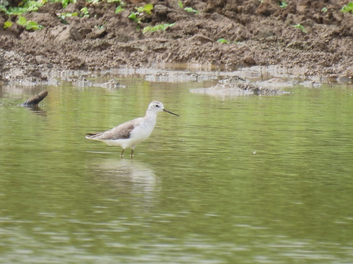 Marsh Sandpiper - ML624948300