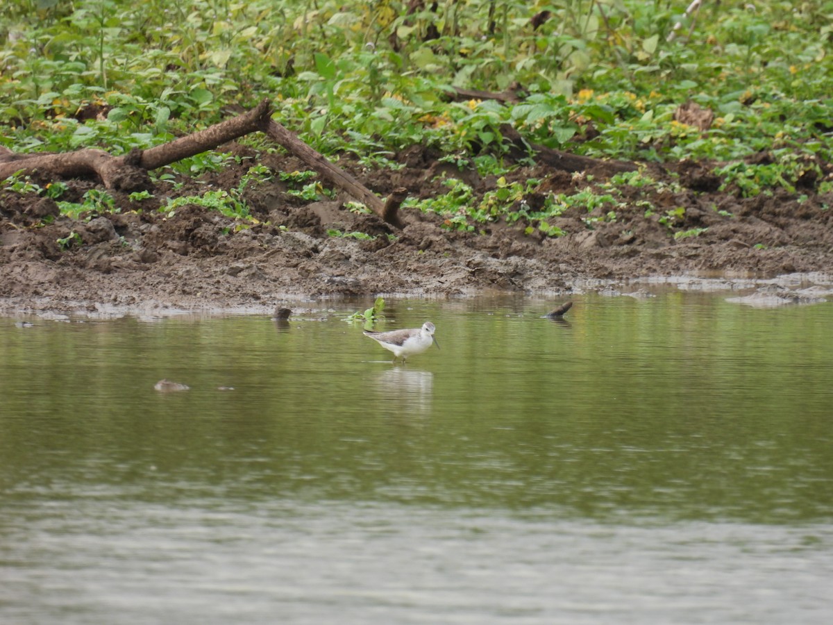 Marsh Sandpiper - ML624948301