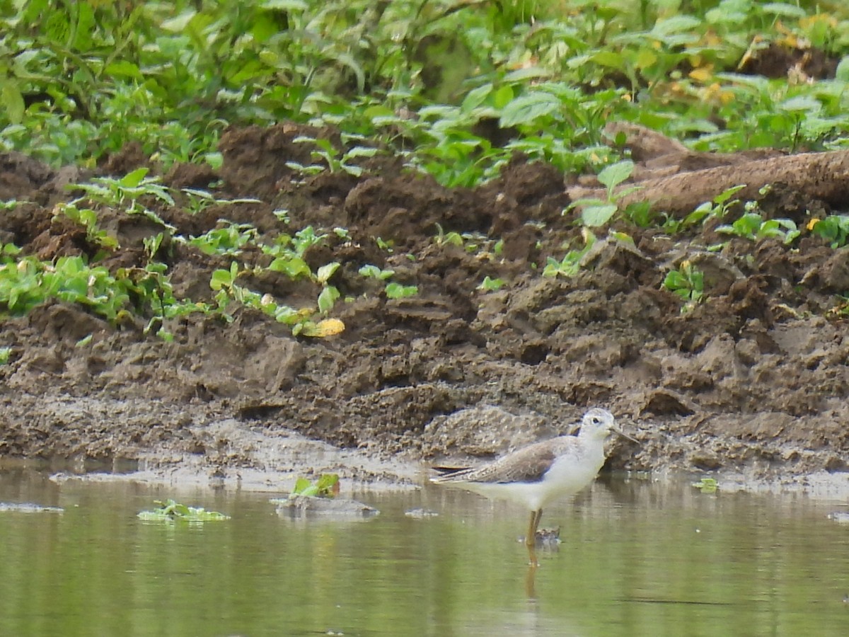 Marsh Sandpiper - ML624948302