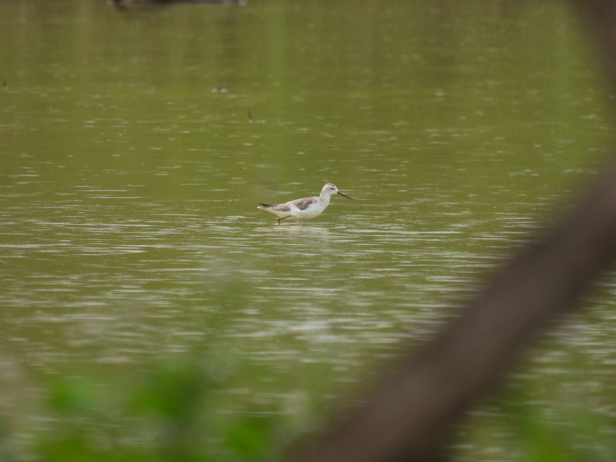 Marsh Sandpiper - ML624948303