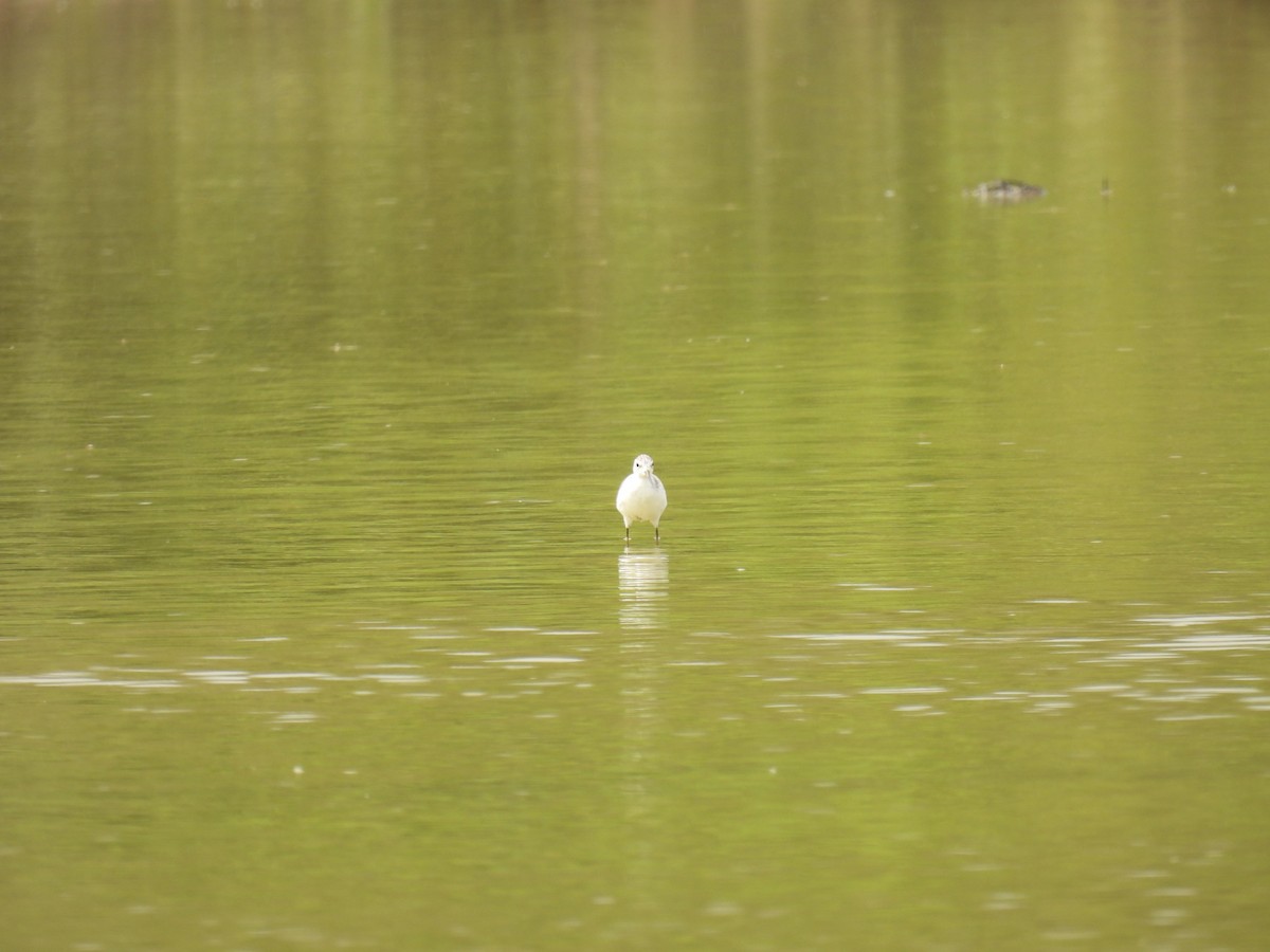 Marsh Sandpiper - ML624948304