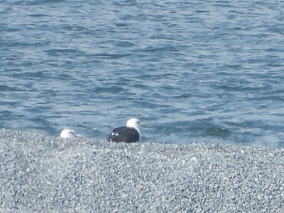 Great Black-backed Gull - ML624948429