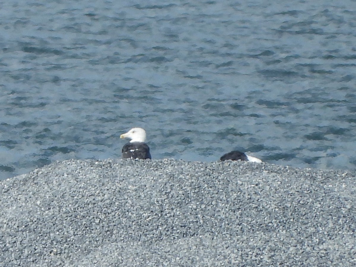 Great Black-backed Gull - ML624948802