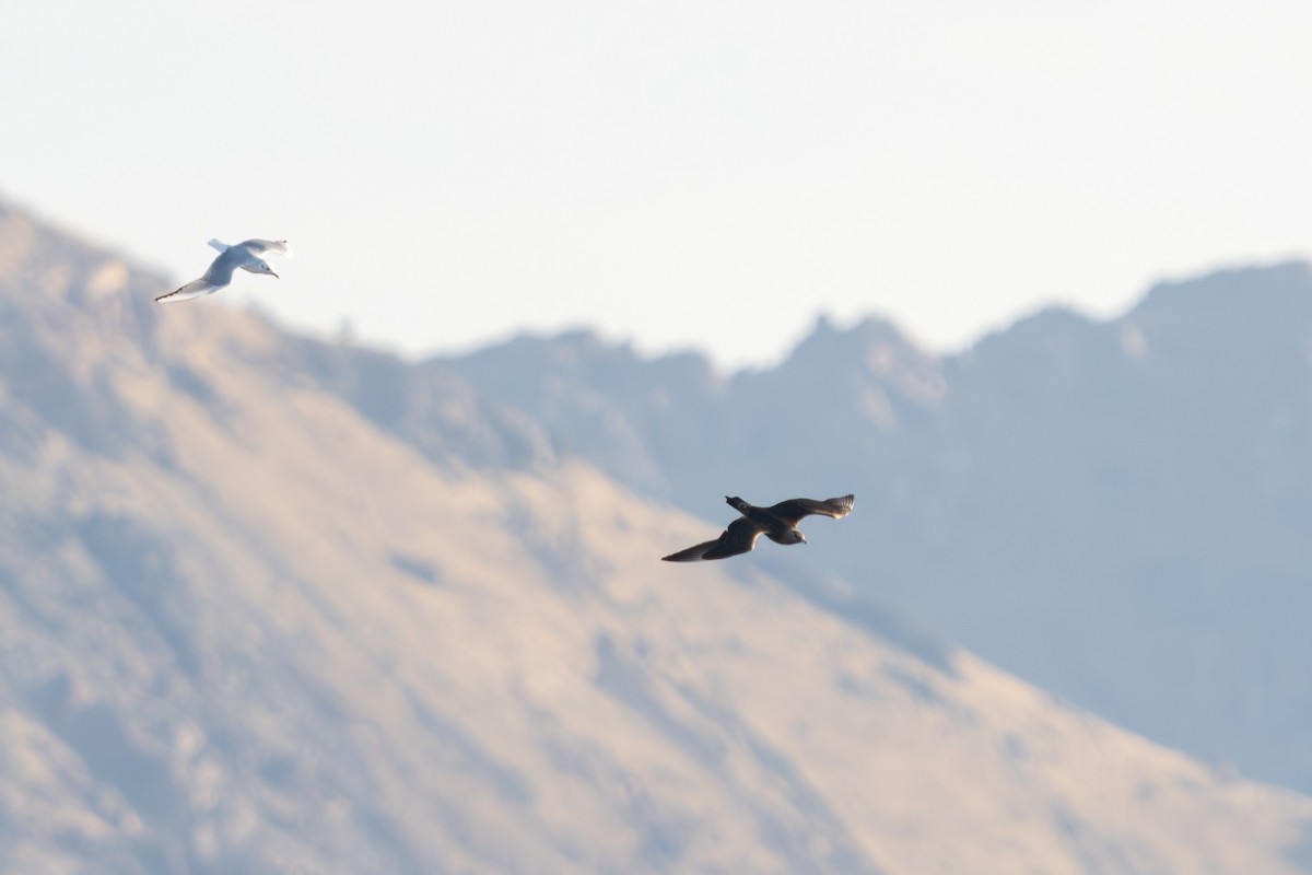 Parasitic Jaeger - Darren Clark