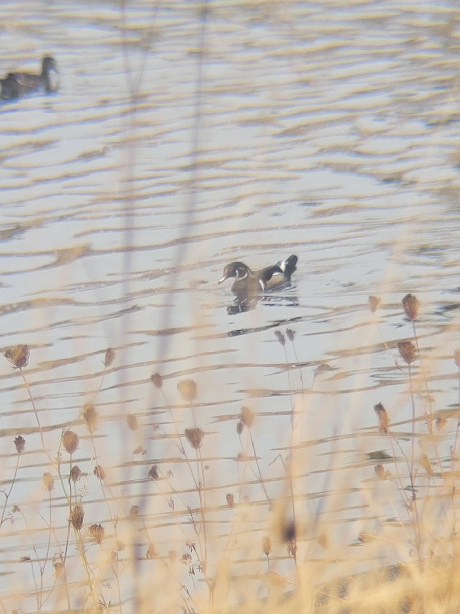 Wood Duck - ML624948898