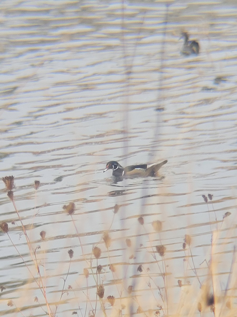 Wood Duck - ML624948899