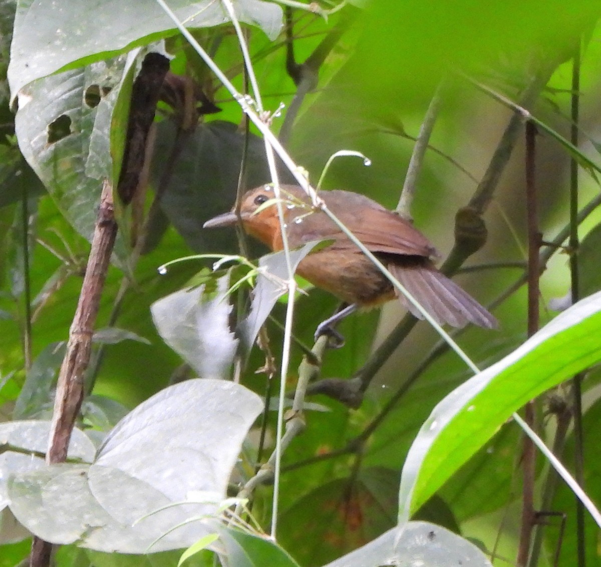 Dusky Antbird - ML624949009