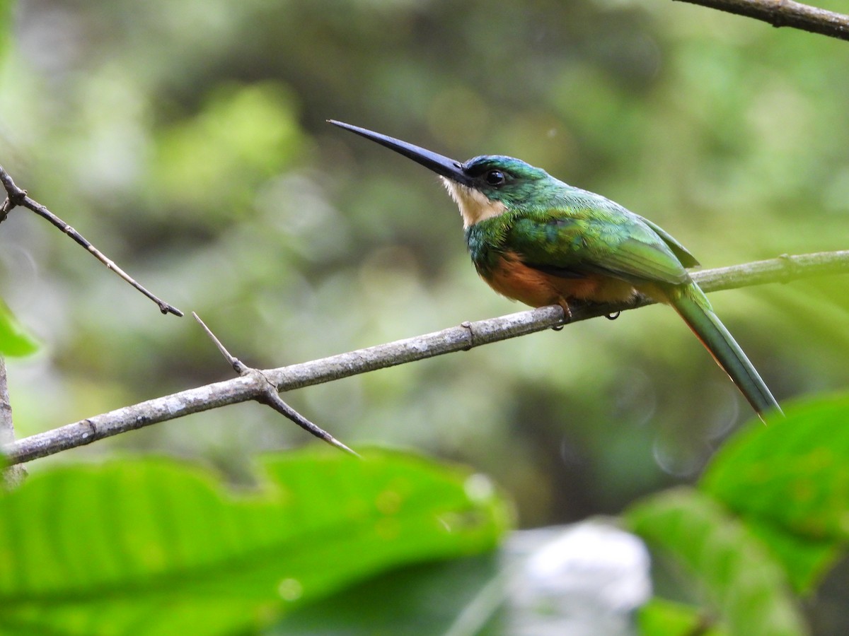 Rufous-tailed Jacamar - ML624949073