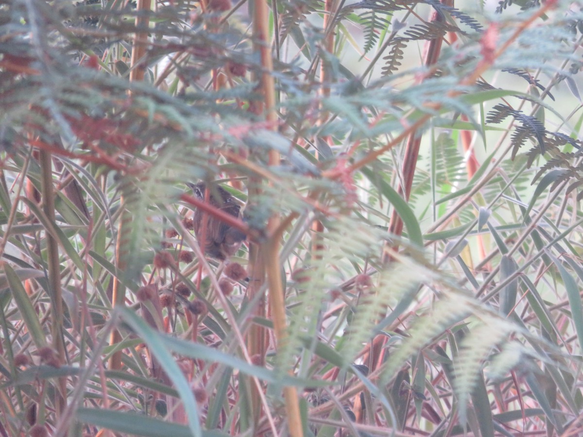 Rusty-backed Antwren - ML624949084