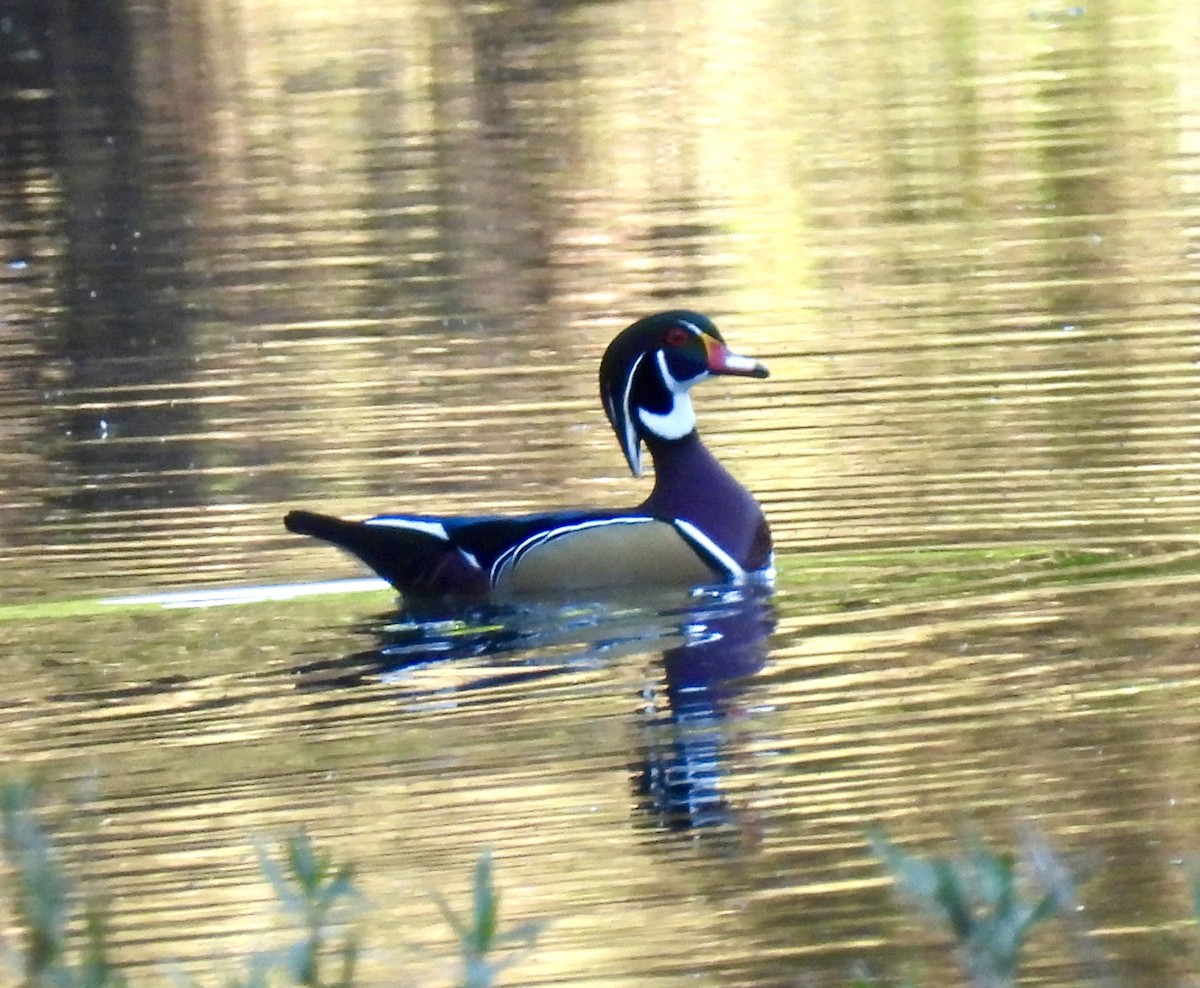 Wood Duck - ML624949097