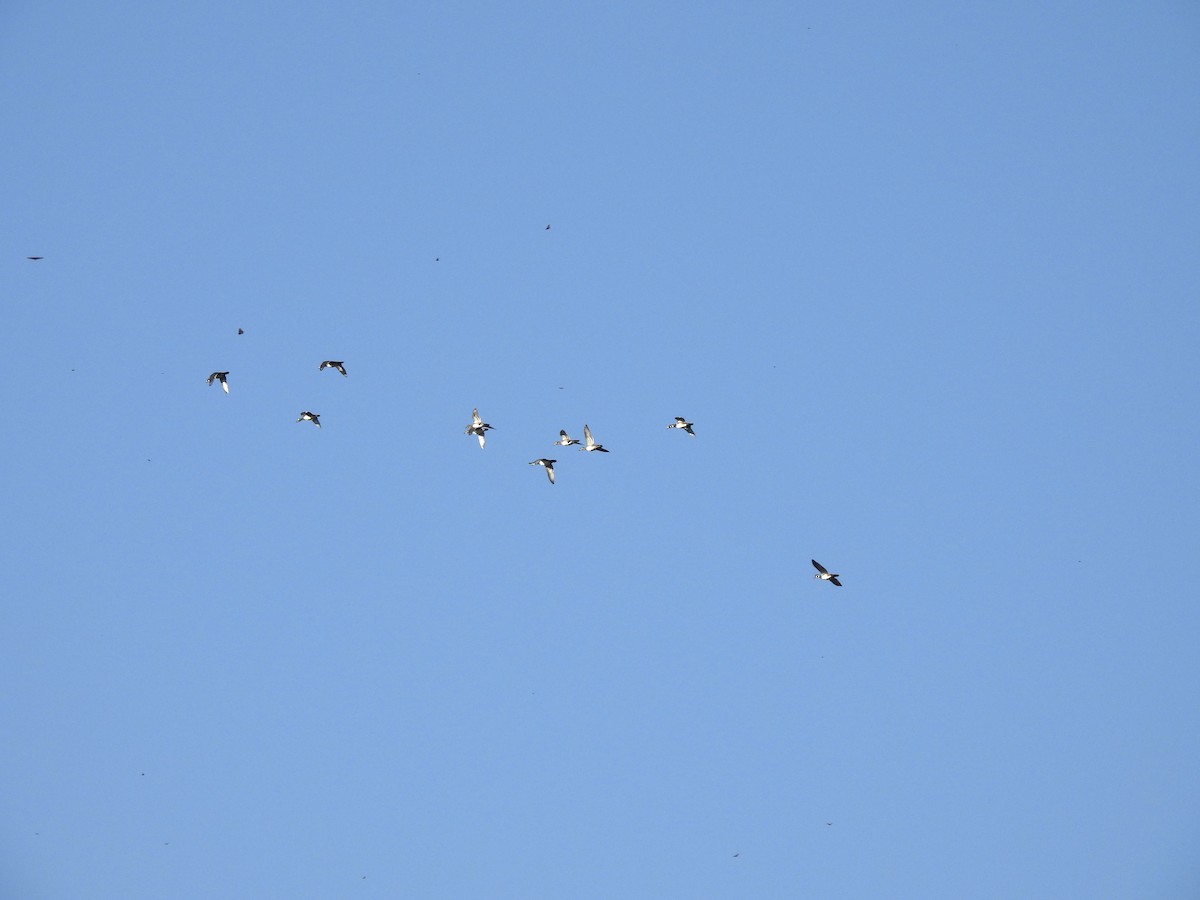 Wood Duck - ML624949098