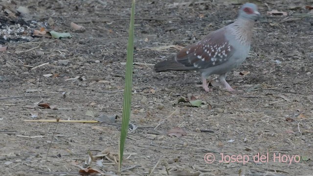Speckled Pigeon - ML624949112