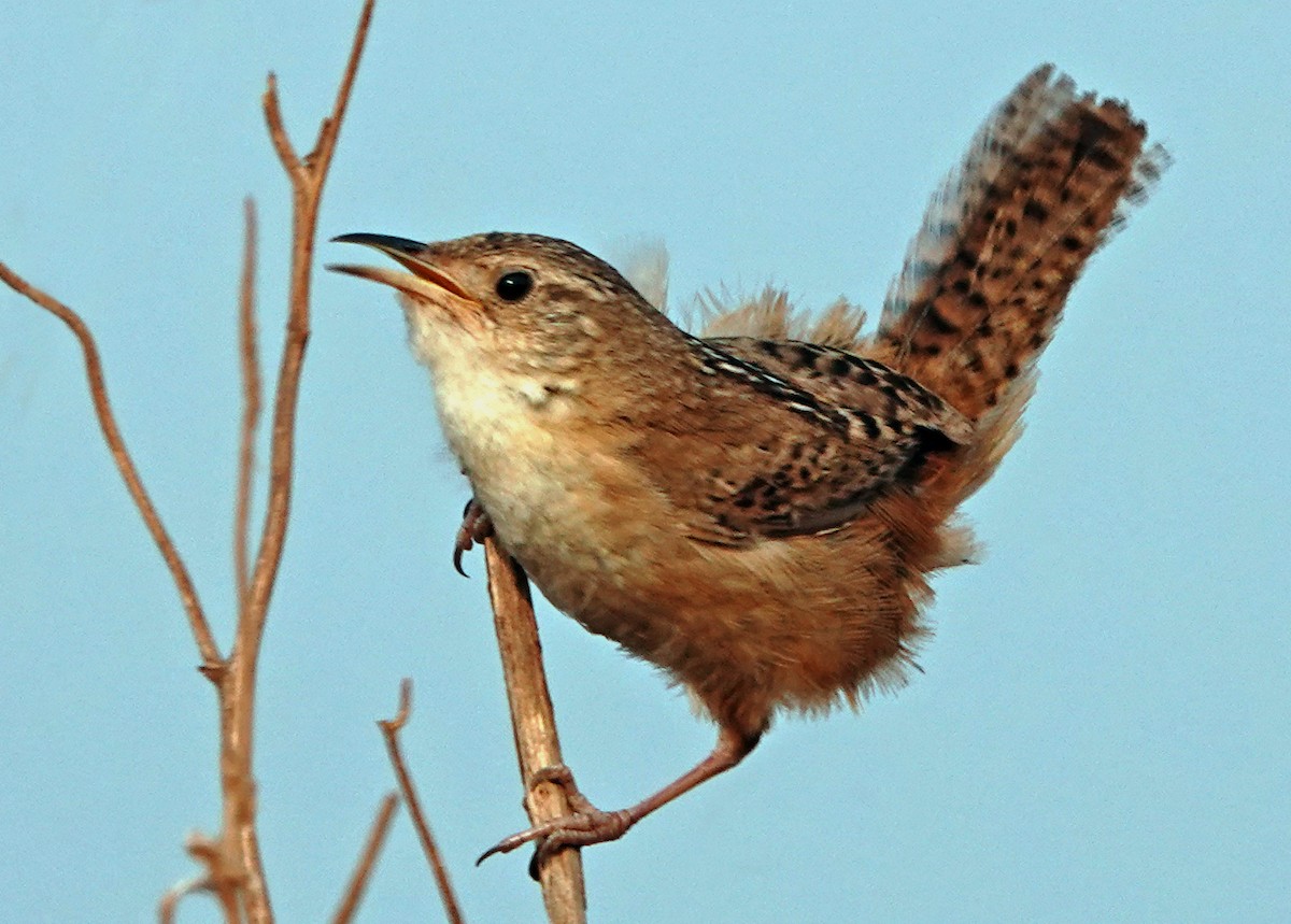 Grass Wren (Pampas) - ML624949259