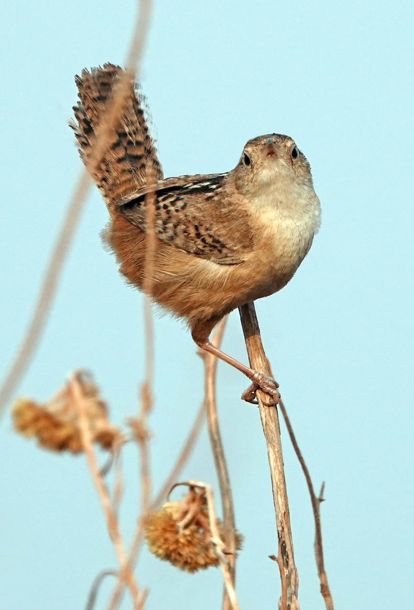 Grass Wren (Pampas) - ML624949260