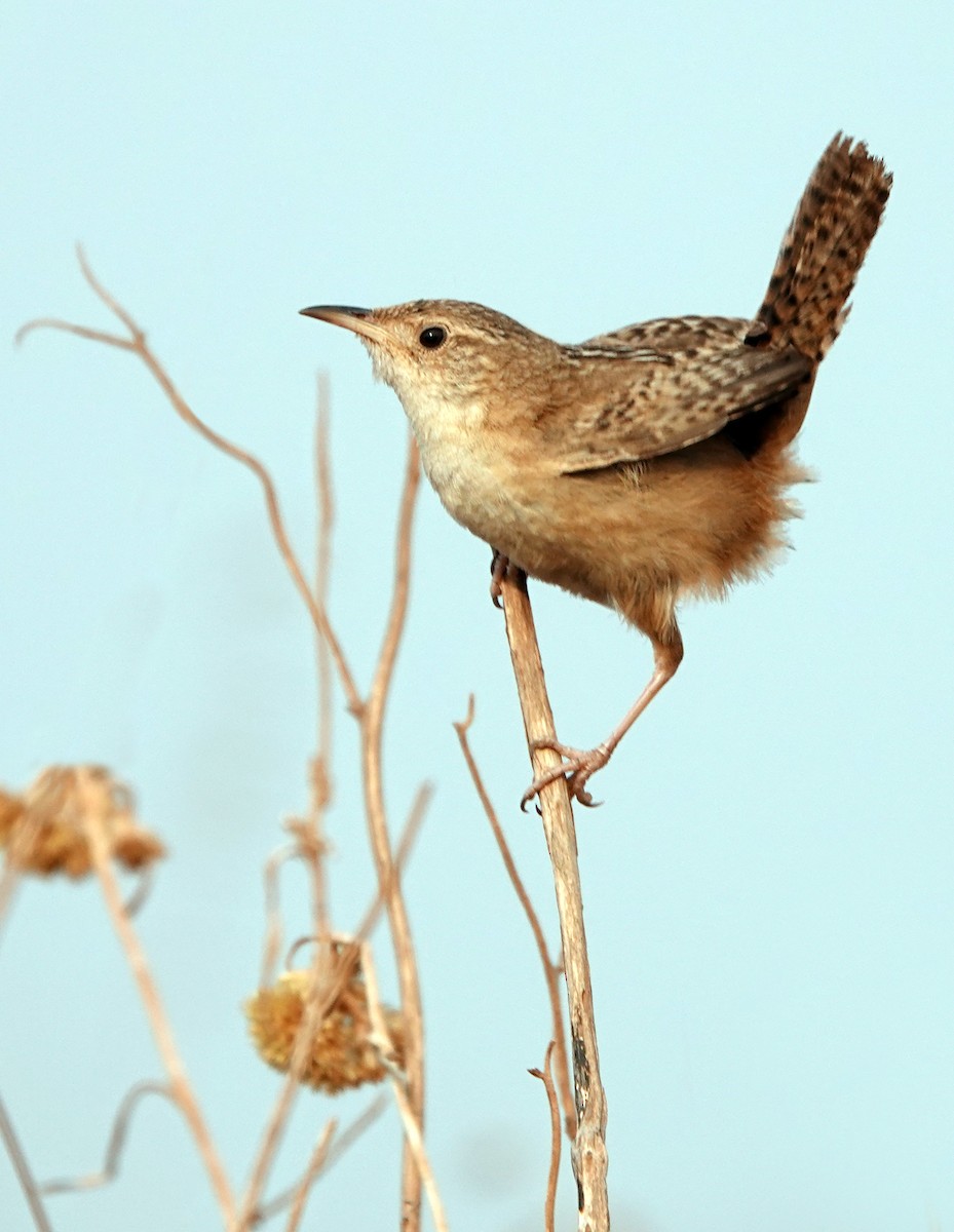Grass Wren (Pampas) - ML624949261
