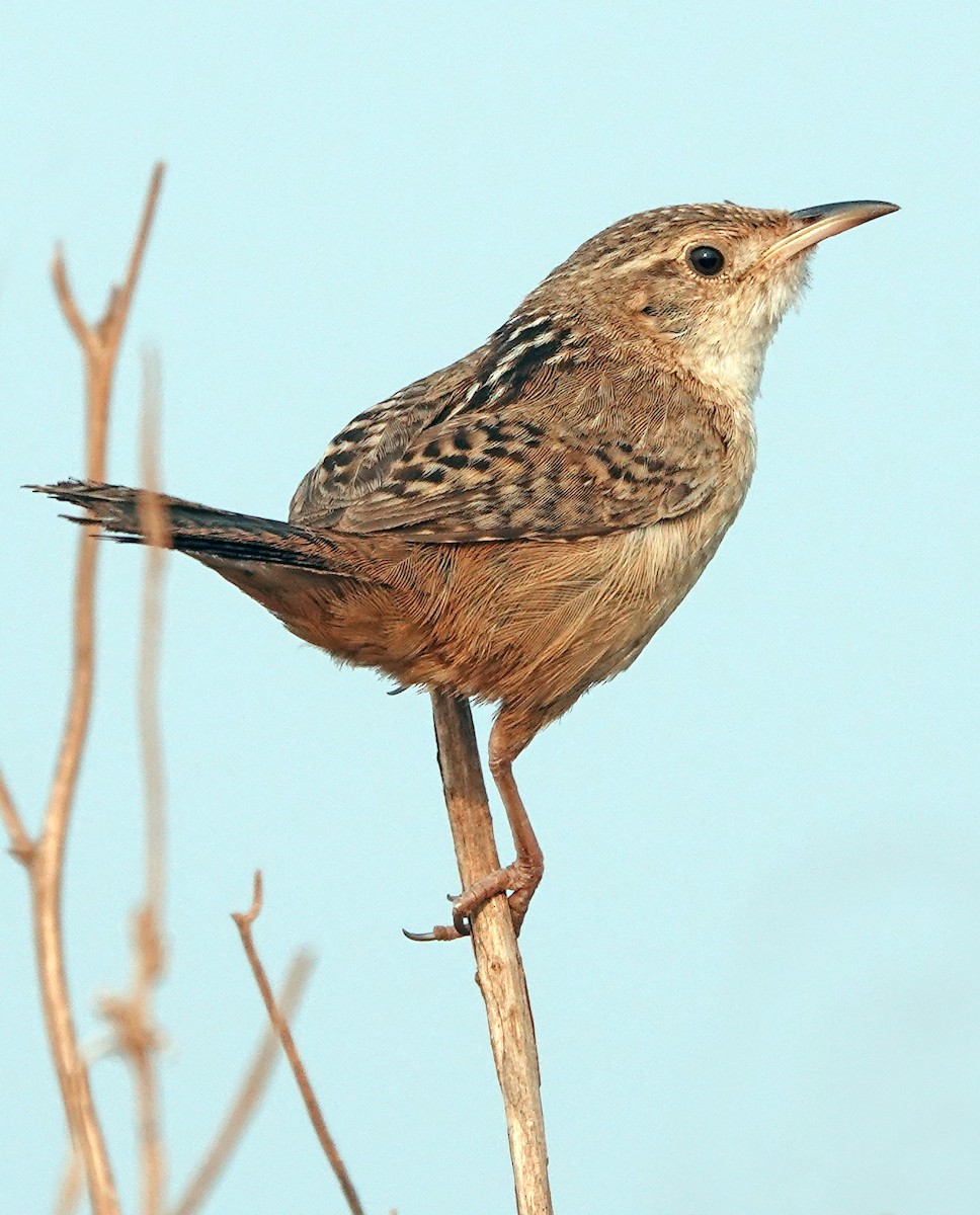 Grass Wren (Pampas) - ML624949263