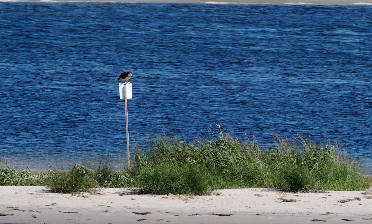 Balbuzard pêcheur - ML624949336
