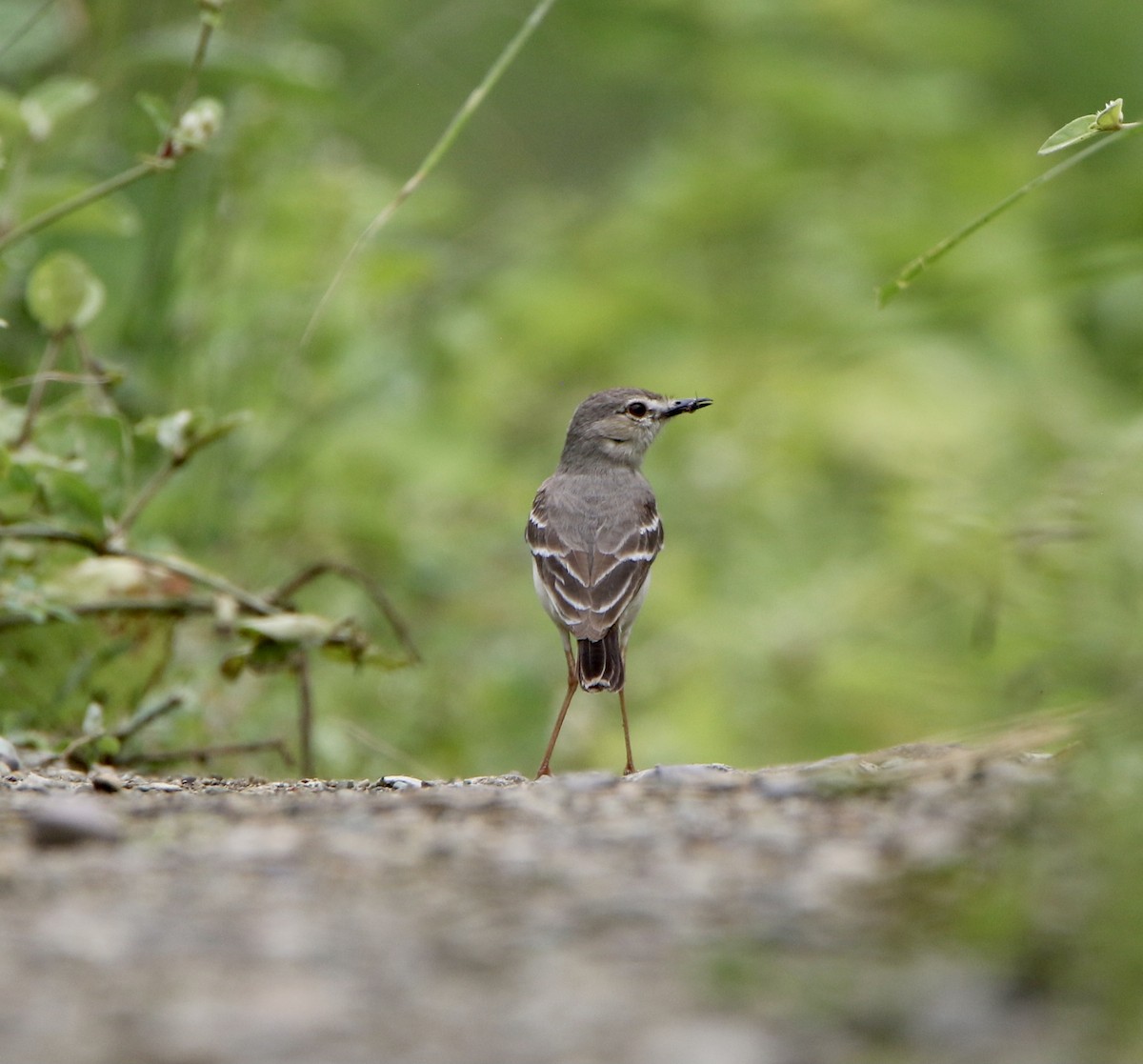 Short-tailed Field Tyrant - ML624949418