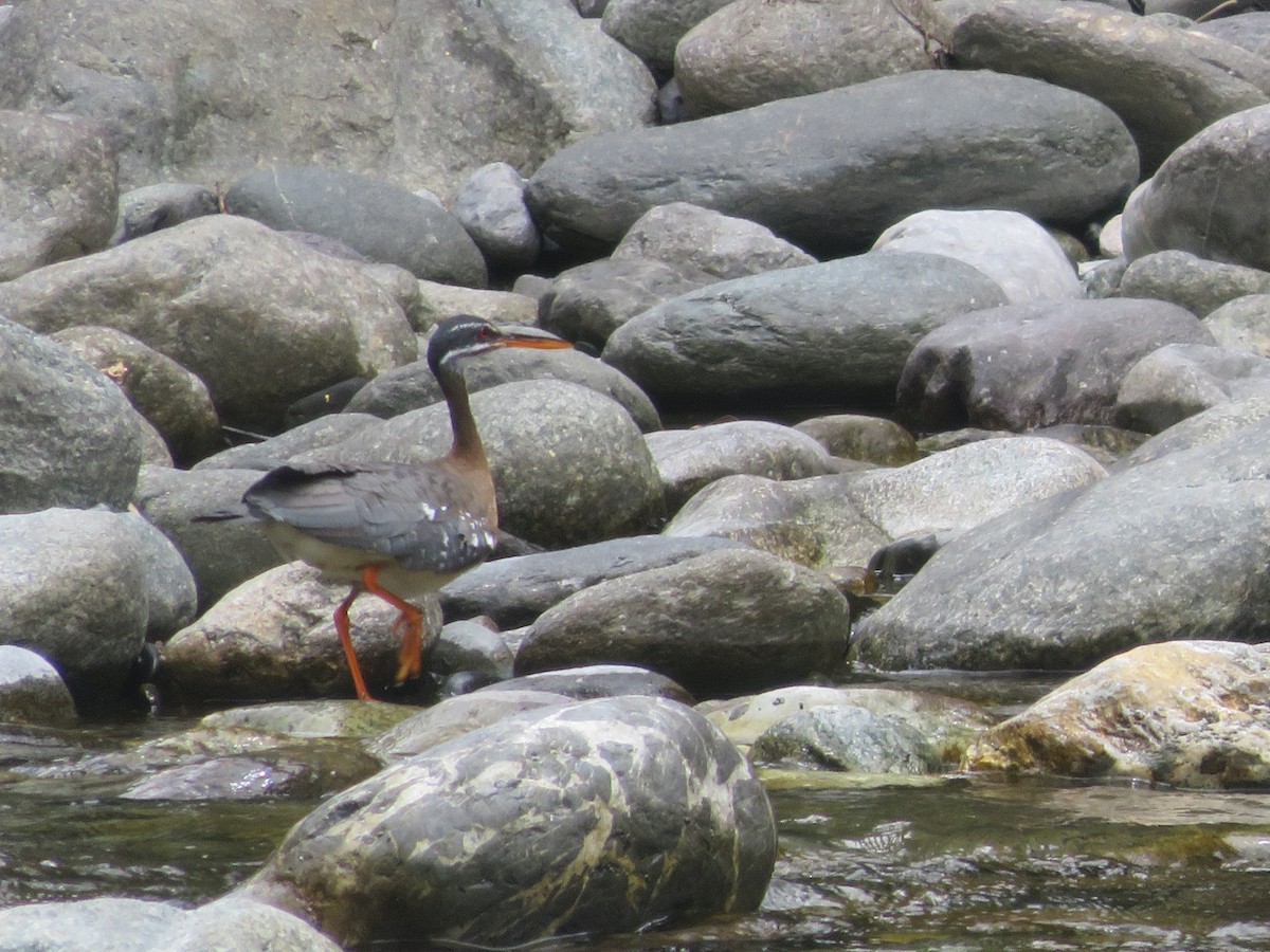 Sunbittern - ML624949422