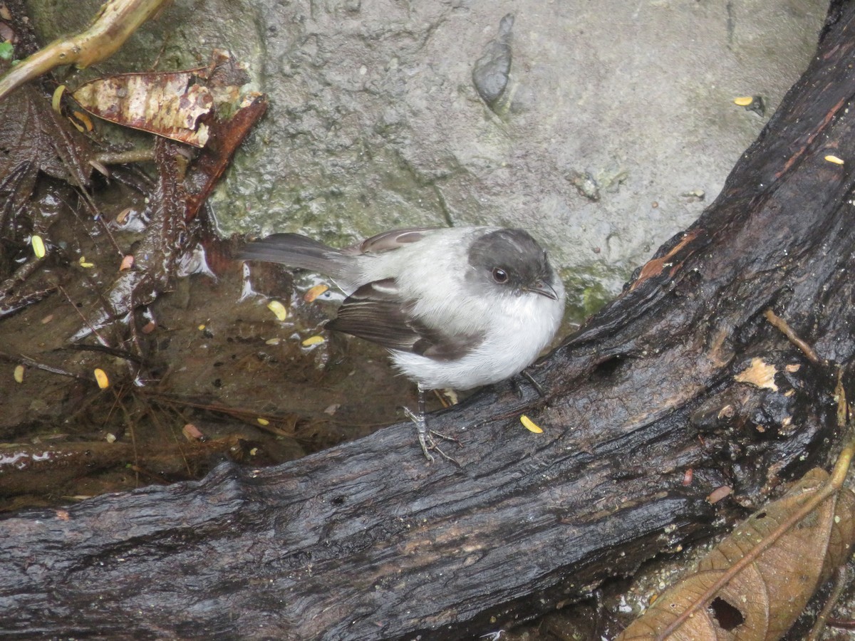 Torrent Tyrannulet - ML624949495