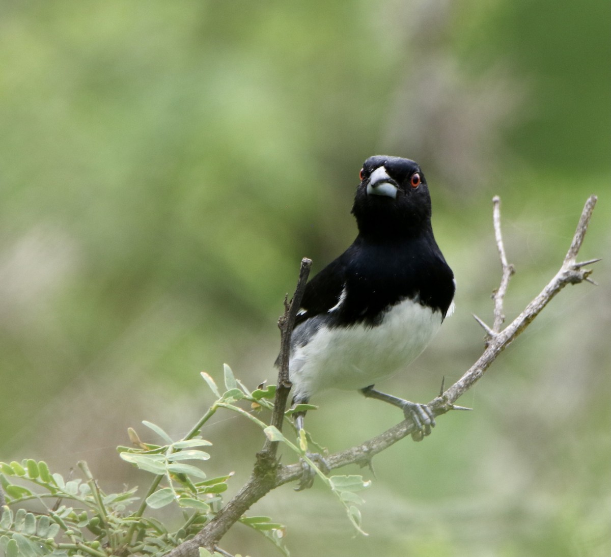 Black-and-white Tanager - ML624949528