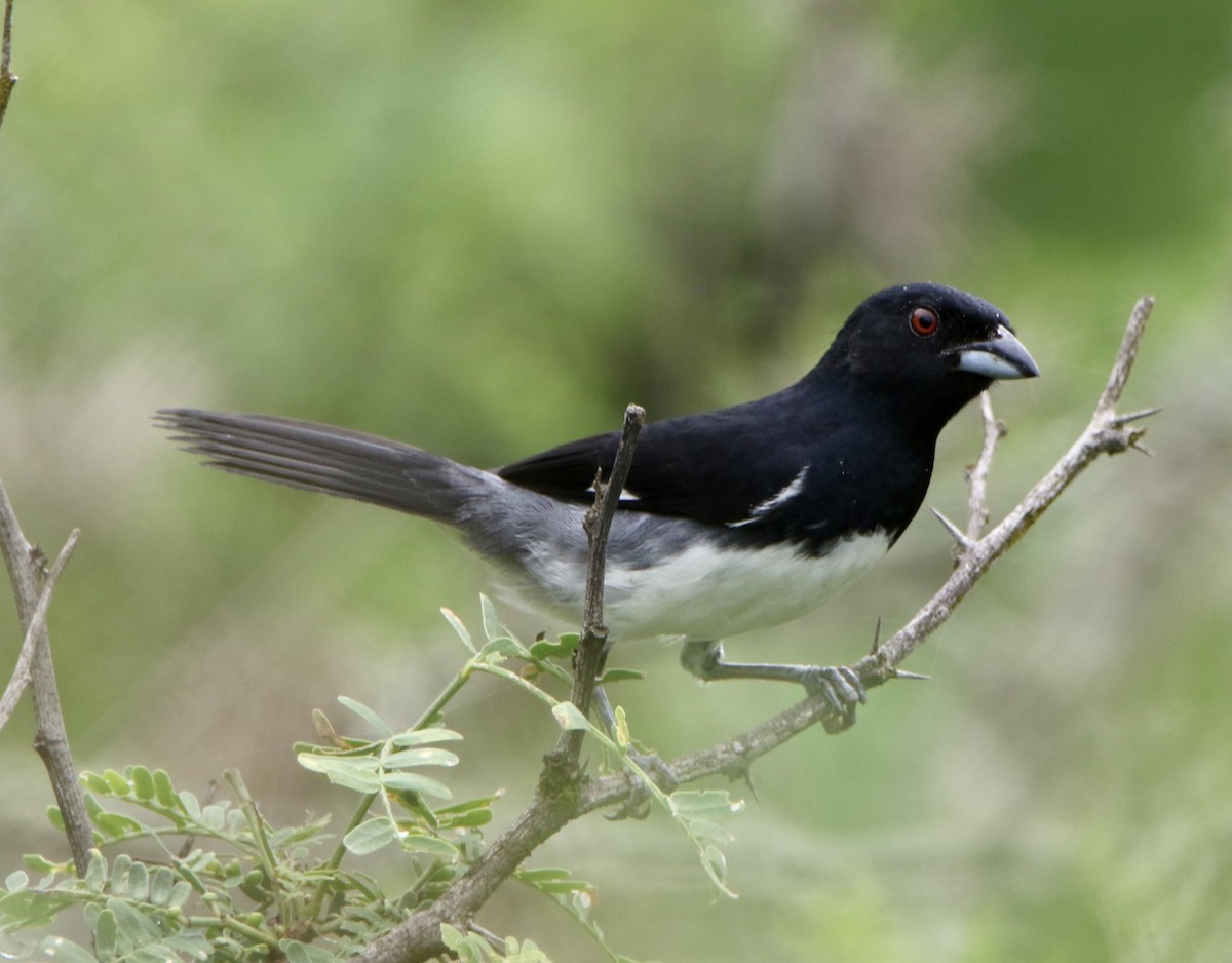 Black-and-white Tanager - ML624949529