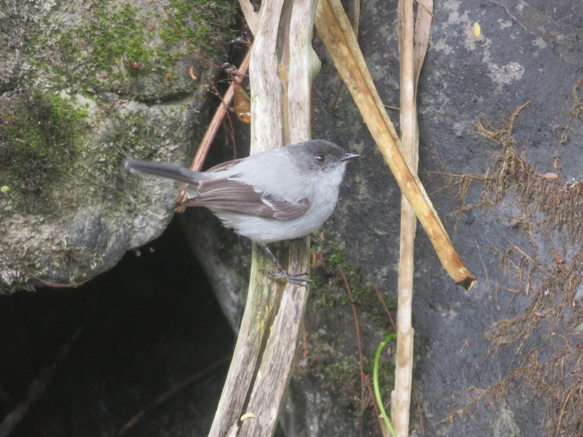 Torrent Tyrannulet - ML624949551