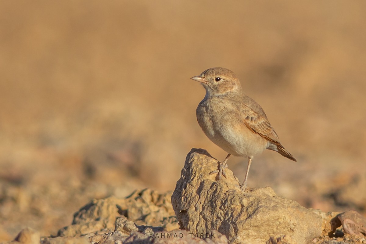 Allodola del deserto minore - ML624949555