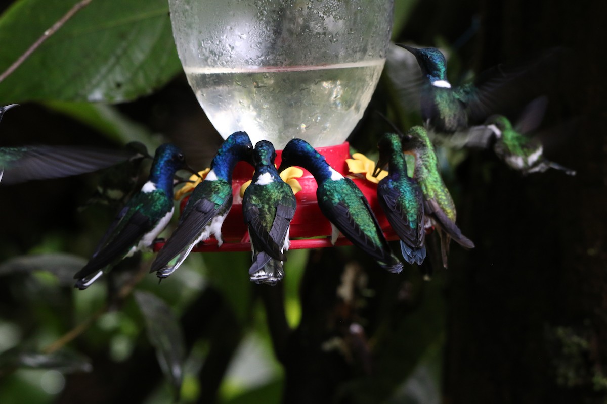 White-necked Jacobin - ML624949625