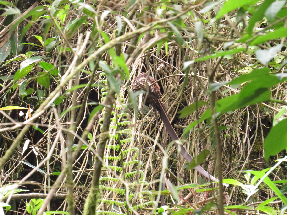 Swallow-tailed Nightjar - ML624949674
