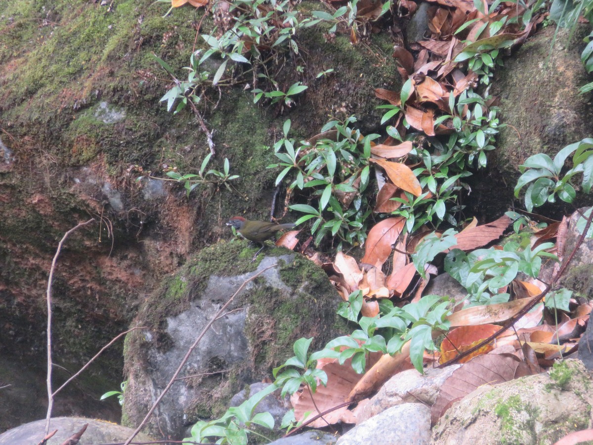 Olive Finch - ML624949682