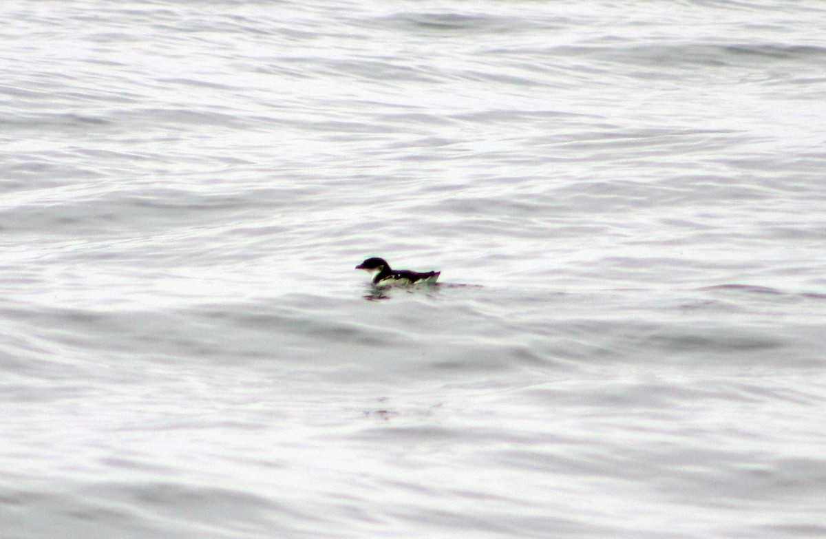 Peruvian Diving-Petrel - ML624949689